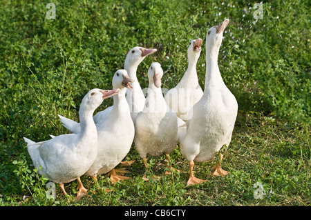 Gruppo interno di anatre " mulard " razza giocando con acqua Foto Stock