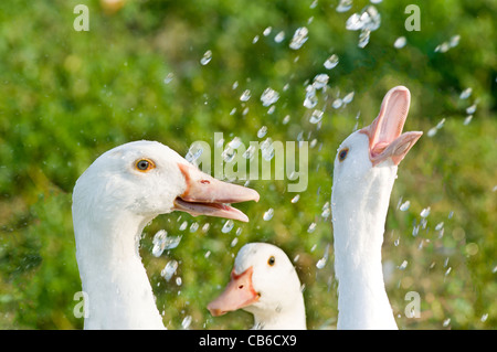 Gruppo interno di anatre " mulard " razza giocando con acqua Foto Stock