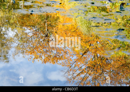 I colori autunnali a Burnham Beeches Foto Stock