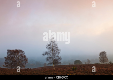 Foschia mattutina a Mogshade Hill, nel nuovo Parco Nazionale Foreste, Hampshire, Regno Unito Foto Stock