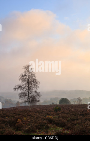 Foschia mattutina a Mogshade Hill, nel nuovo Parco Nazionale Foreste, Hampshire, Regno Unito Foto Stock