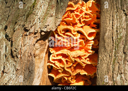 Polypore zolfo - pollo del bosco Foto Stock