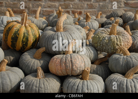 Raccolte le zucche sul cortile della Antica Corte Pallavicina a Polesine Parmense in Emilia Romagna Foto Stock