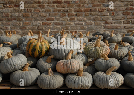 Raccolte le zucche sul cortile della Antica Corte Pallavicina a Polesine Parmense in Emilia Romagna Foto Stock