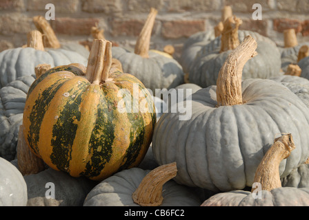 Raccolte le zucche sul cortile della Antica Corte Pallavicina a Polesine Parmense in Emilia Romagna Foto Stock