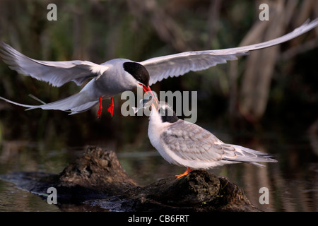 Arctic Tern chick Sterna paradisaea Foto Stock