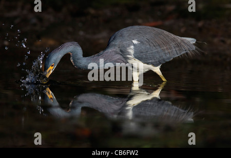 Airone tricolore Egretta tricolore Foto Stock