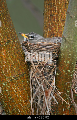 American Robin Nesting Foto Stock