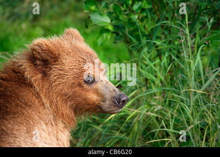 Orso grizzly Ursus arctos Foto Stock