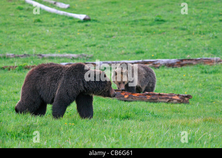Orso grizzly Ursus arctos Foto Stock
