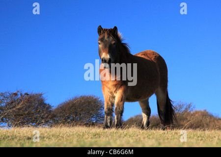 Cavalli su Scogliere Bianche di Dover, Kent England Foto Stock