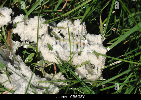 Appena formati dello stampo di fango (Mucilago crustacea) sul pascolo di loglio Foto Stock