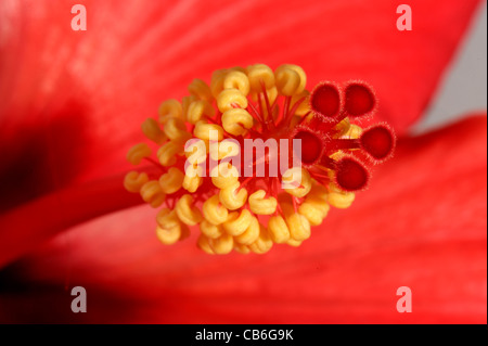 Parti di fiore di red Hibiscus rosa-sinensis Foto Stock