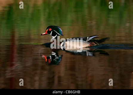 Anatra di legno Aix sponsa Foto Stock