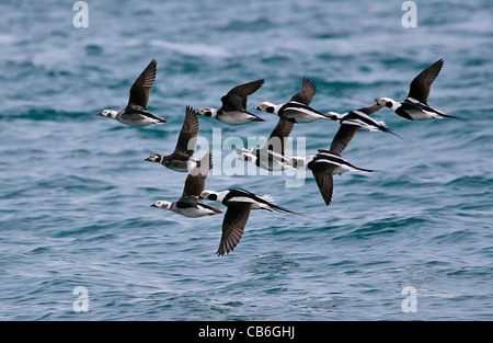 Longtailed anatre in volo Foto Stock