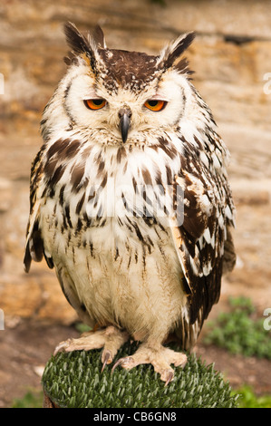 Un captive gufo reale (Bubo bubo ) nel Regno Unito Foto Stock