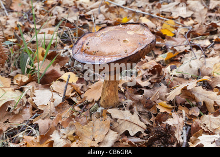 Autunno fungo - grande toadstool marrone che cresce in boschi di Surrey, Inghilterra su un tappeto di caduta di foglie di quercia Foto Stock