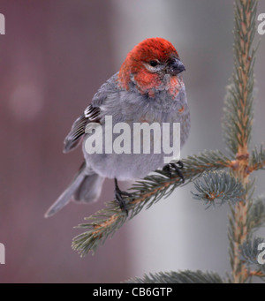 Pine Grosbeak Pinicola enucleator Foto Stock