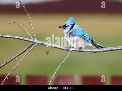 Blue Jay Cyanocitta cristata Foto Stock