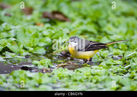 WAGTAIL grigio. (Motacilla cinerea) Foto Stock