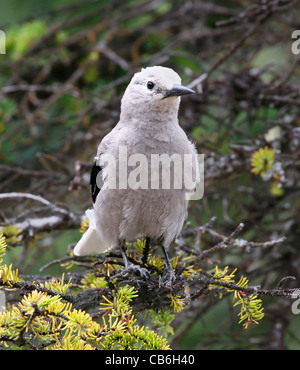 Clark Schiaccianoci Nucifraga columbiana Foto Stock