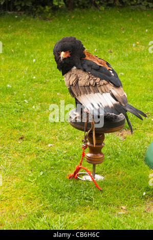 Un Bateleur Eagle ( Terathopius ecaudatus ) in cattività nel Regno Unito Foto Stock