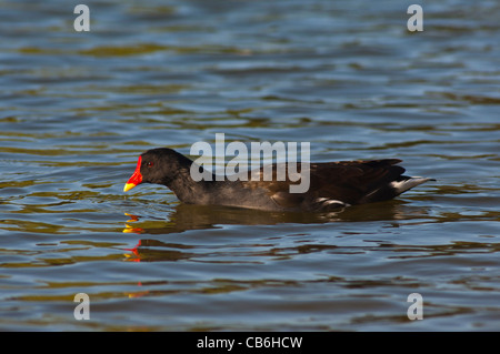 Un Moorhen ( Gallinula chloropus ) nuoto su un lago nel Regno Unito Foto Stock