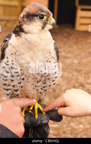 Un giovane captive Lanner Falcon ( falco biarmicus ) rapace nel Regno Unito Foto Stock