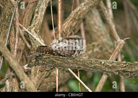 Un Whippoorwill Caprimulgus vociferus Foto Stock