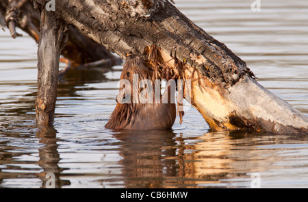 Castoro, Alberta, Canada Foto Stock