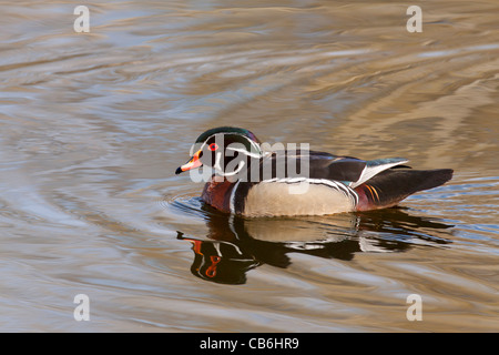 Anatra di legno, Alberta, Canada Foto Stock