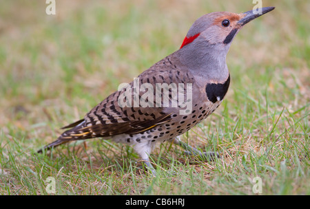 Northern Flicker, Alberta, Canada Foto Stock