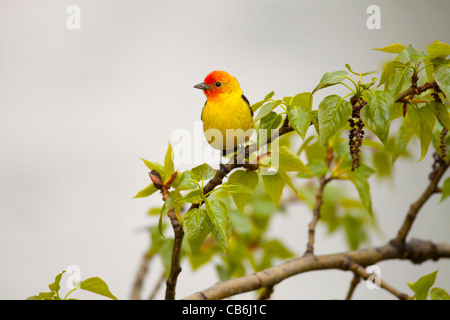 Western Tanager, Alberta, Canada Foto Stock