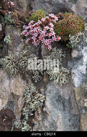 Inglese stonecrop, Sedum anglicum e licheni crescono su cliff, Cornwall, Inghilterra, UK, Regno Unito, GB Gran Bretagna, Britis Foto Stock