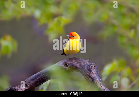 Western Tanager, Alberta, Canada Foto Stock