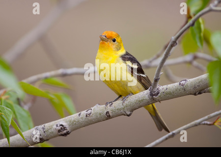 Western Tanager, Alberta, Canada Foto Stock