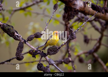 Western Tanager, Alberta, Canada Foto Stock