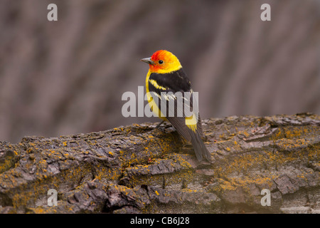 Western Tanager, Alberta, Canada Foto Stock