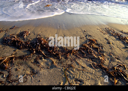Le alghe lavato fino a una spiaggia Foto Stock