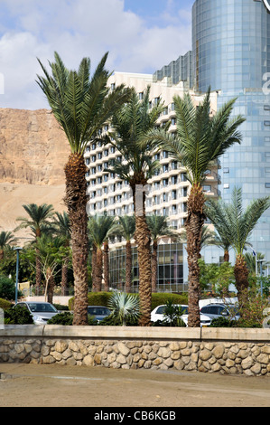 Le palme di fronte all'hotel Mar Morto, Israele, Asia Foto Stock