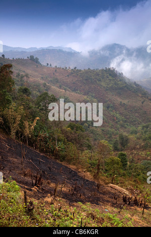 India, Nagaland, slash e masterizzare agricoltura, area boschiva liquidati per l agricoltura Foto Stock