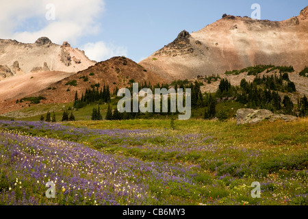 WASHINGTON - coperto di fiori selvaggi prato di Snowgrass appartamenti sottostanti Ives peak one della capra rocce nelle rocce di capra deserto Foto Stock