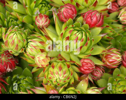 Sempervivum verde e rosso e semprevivo piante succulente rosette - primo piano Foto Stock