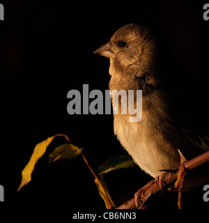 Green Finch - Carduelis chloris Foto Stock