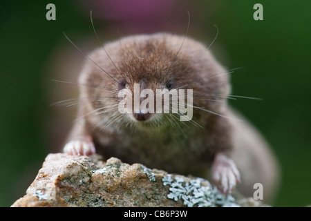 Comune di Megera (Sorex araneus), vicino allo studio di testa, Bassa Sassonia, Germania Foto Stock