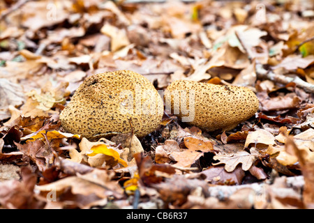 In autunno i funghi - due sfere di sfoglia, commestibili di corpi fruttiferi (gasterothecium) su caduto inglese di foglie di quercia Foto Stock