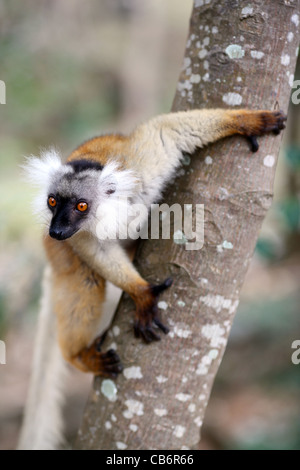 Una femmina di lemure nero (il Eulemur macaco, Lemuridae) appeso a un albero esegue la scansione della foresta tropicale nella tettoia Ankify, Madagascar. Foto Stock