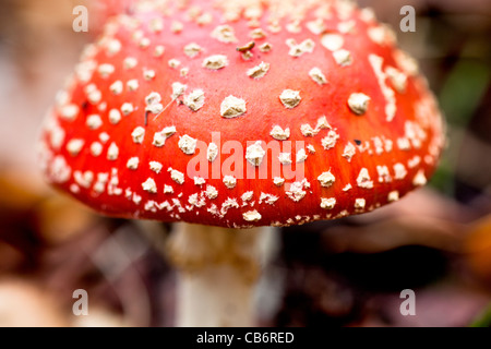 Chiusura del coperchio di un singolo di colore rosso e bianco macchiato Fly Agaric (amanita muscaria) toadstool velenosi corpo fruttifero in autunno Foto Stock