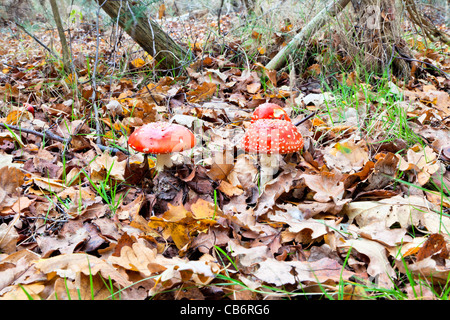 Gruppo di tre Fly Agaric (amanita muscaria) toadstools crescendo in un tappeto di caduto inglese quercia le foglie in autunno Foto Stock