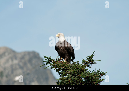 Foto di stock di un aquila calva appollaiato sulla cima di un albero di conifera. Foto Stock